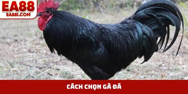 cach chon ga da bia