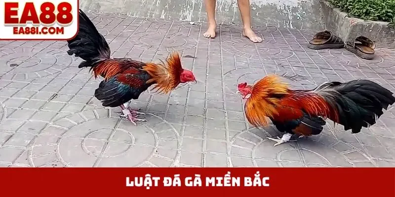 luat da ga mien bac bia